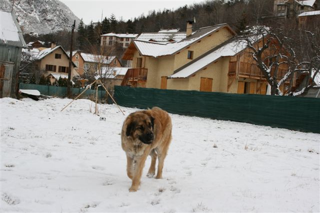 Alfie DE LA CROIX D'AQUILA