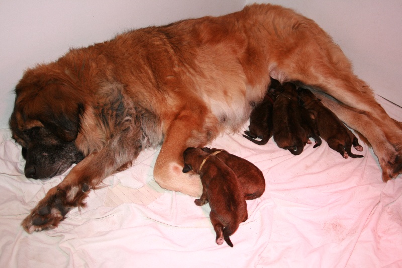 chiot Leonberger DE LA CROIX D'AQUILA