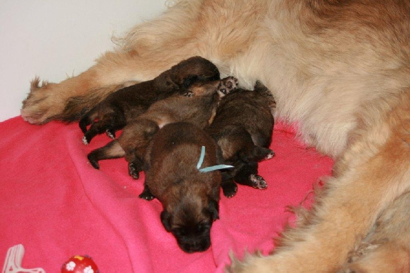 DE LA CROIX D'AQUILA - Leonberger - Portée née le 14/02/2012