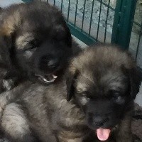 DE LA CROIX D'AQUILA - Leonberger - Portée née le 11/05/2017