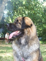 DE LA CROIX D'AQUILA - Leonberger - Portée née le 13/06/2005