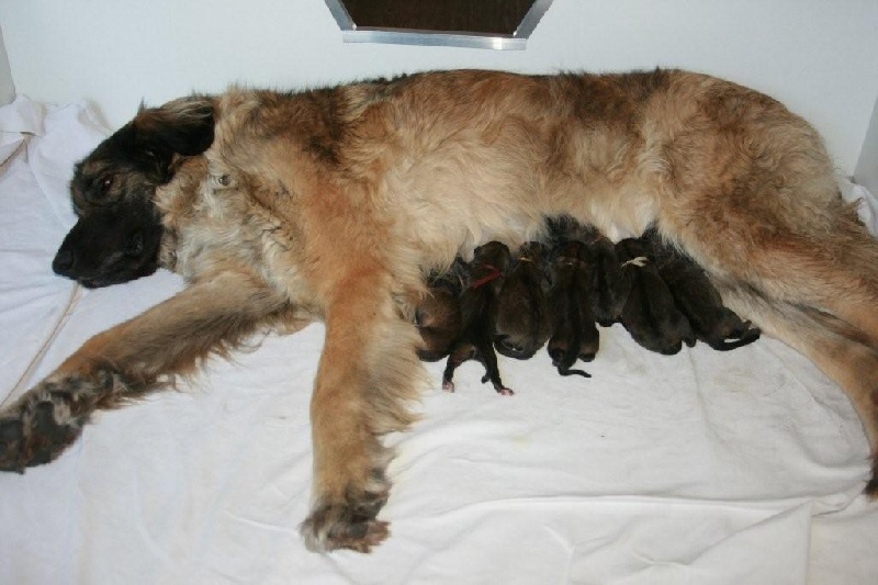 DE LA CROIX D'AQUILA - Leonberger - Portée née le 21/06/2009