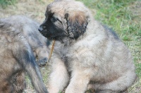 Elisée chiot moutarde
